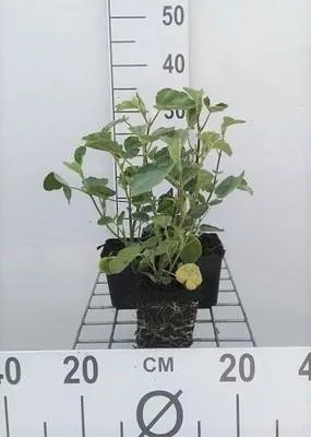 Zdjęcie produktu dla 6 x Lavatera hybr. 'Rosea' - malwa krzewiasta - doniczka 9 x 9 cm