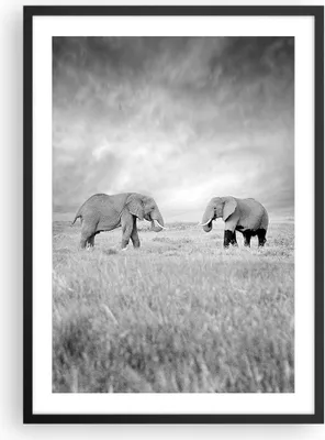 Produktbild von Gerahmtes Poster - Schwarzer Rahmen - Elefanten Schwarzweiß Safari - 50x70 cm - Wand Bild - Wanddeko - Wandbilder - Wandposter - Bilderrahmen - Bilder - Kunstdruck - Wandbild - P2BPA50x70-4186