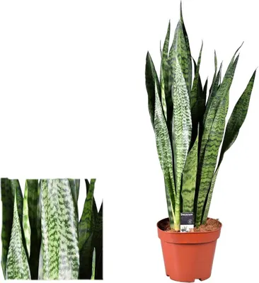 A potted snake plant with a label on the pot, shown against a white background.