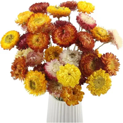 Produktbild von Trockenblumen Mischfarben 20 Stück 32 cm Getrockneter Blumenstrauß