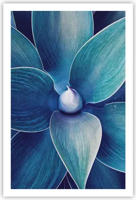 Produktbild von Poster - Poster ohne Rahmen - Agave Blau Blume - 61x91,5 cm - Wand Bild - Wanddeko - Wandbilder - Kunstposter - Wandposter - Bilder - Kunstdruck - Wanddekoration - Wandbild - P2XPA61x91-4972
