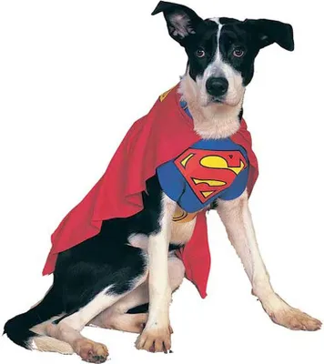 Produktbild von Superman Hundekostüm Hundegröße: S