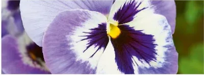 Zdjęcie produktu dla Karta Artebene Pansy-21x8 cm