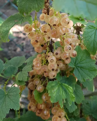 Image de Ribes rubrum 'Cerise Blanche' / Groseillier à grappes 'Cerise Blanche'
