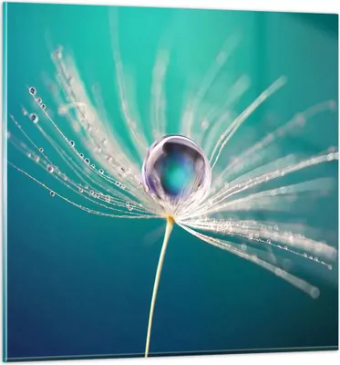 Produktbild von Bilder auf glas - Pflanze Natur - 70x70cm - Glasbilder - Wandbilder - Bilder - Kunstdruck - zum Aufhängen bereit - Wanddekoration aus Glas - Glas Bilder - Wandbild auf Glas - Einteilig - GAC70x70-3991
