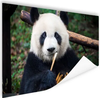 Produktbild von MuchoWow® Poster Panda - Bambus - Natur 180x120 cm - Fotoplakat