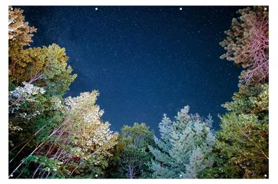 Productafbeelding van Bomen Sterrenhemel Nachtfotografie - 120x80 cm - Buitenposter - Schuttingdoek - Tuinschilderij - Tuindoek - Tuinposter
