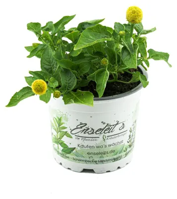 Produktbild von Enseleits Parakresse  Pflanze, Prickelknöpfe, Kräuter Pflanze, SPILANTHES OLERACES
