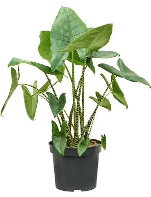 Obrázek produktu pro Gardners Alocasia Zebrina, průměr 32 cm
