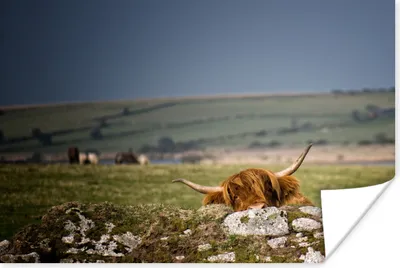 Produktbild von MuchoWow® Poster Schottische Highlander - Steine - Gras 120x80 cm - Bilder