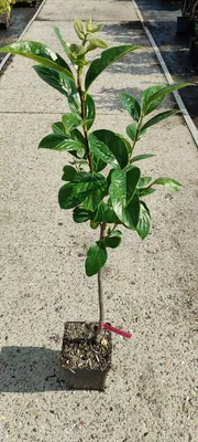 Produktbild von Diospyros kaki 'Cioccolatino' - Sharonfrucht - 2 Liter Topf - 100cm