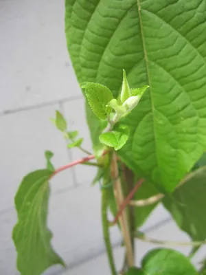 Produktbild von Duft-Kiwi Matatabi - Actinidia polygama (männlich)