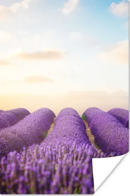Produktbild von MuchoWow® Poster Lavendel - Himmel - Wolken - Blumen 80x120 cm - Papierdruck