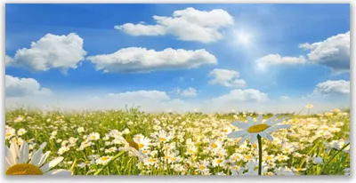 Produktbild von Glasbilder 120x60 Wandbild Druck auf Glas Wiese Gänseblümchen Natur