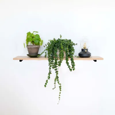 A shelf with two potted plants and a lantern.