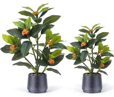Image de Solidchoice - Lot de 2 plantes Nephtys en pot, idéales pour la décoration intérieure