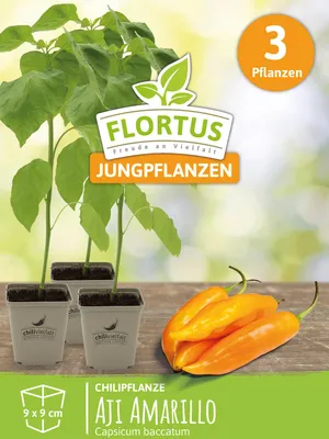 Produktbild von Chilipflanze Aji Amarillo | Chilipflanzen von FLORTUS, Menge:3 Pflanzen