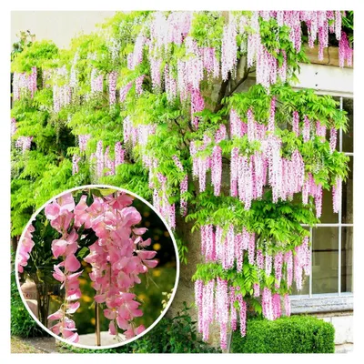 Produktbild von Glyzinien Rosea - Rosa blühende laubabwerfende winterharte Kletterpflanze für den Garten