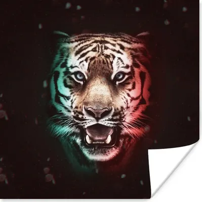 Produktbild von MuchoWow® Poster Tiger - Farbe - Tiere 100x100 cm - Babyzimmer