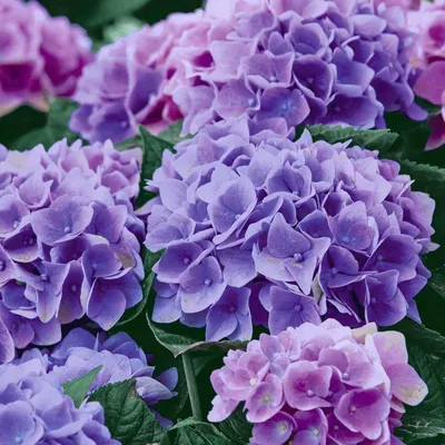 Produktbild von 240 Duni Tissue-Servietten 33 x 33 cm Lilac Hydrangea 3-lagig