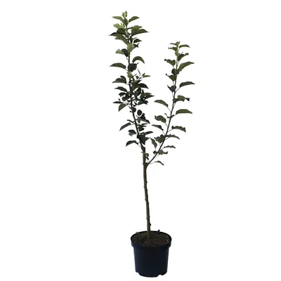 Produktbild von Duo-Apfelbaum mit den Sorten Elstar und Cox Orange 7,5 L auf M7