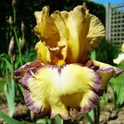 Produktbild von Iris Rhizom Staude Blüten Iris Germanica Deutsche Schwertlilie Bullwinkle 1 St.