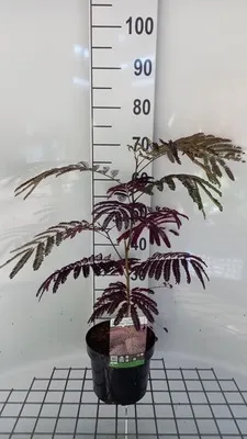 Image de Albizia jul. 'Summer Chocolate'® - Arbre à soie Summer Chocolate 40- 50 cm Conteneur