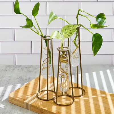 Produktbild von Terrarium mit goldenem Ständer und 3 Glas-Testrohren
