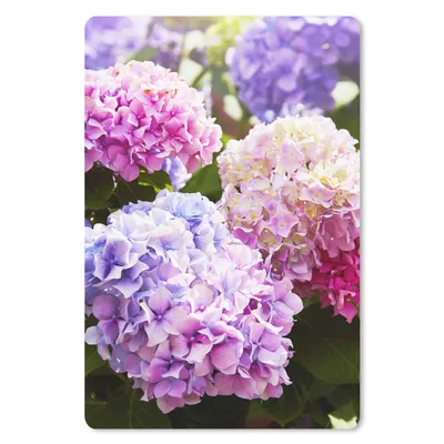 Produktbild von MuchoWow® Mauspad Mousepad Blumen - Hortensie - Rosa - Blätter - Sonne 40x60 cm - Mousepads - Maus Mat - Pad - Mausunterlage - Schreibtisch Accesoire