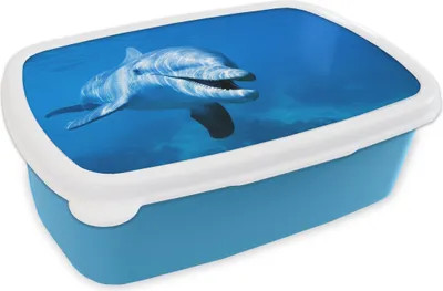 Produktbild von KitchenYeah® Lunchbox Brotzeit Brotdose 17x11 cm Delfin - Wasser - Meer Kinder Brotzeitdose - Lunch - Kunststoff  - Brotbüchse - Sandwichbox - Lunchbox für Kinder