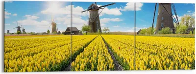 Produktbild von Bild auf Leinwand - Leinwandbild - Tulpen Windmühle Wiese Landschaft - 150x50cm - Wand Bild - Wanddeko - Leinwanddruck - Bilder - Kunstdruck - Leinwand bilder - Wandkunst - CA150x50-2879