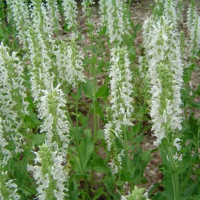 Obrázek produktu pro 6 x šalvěj východofríská  - Salvia nemorosa 'Schneehuegel'  | Květináč 9 cm x 9 cm