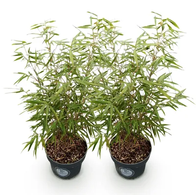 Image de Fargesia scabrida « Asian Wonder » - Bambou - 2 plants - Ø 23 cm - 80 cm de hauteur - non décoratif