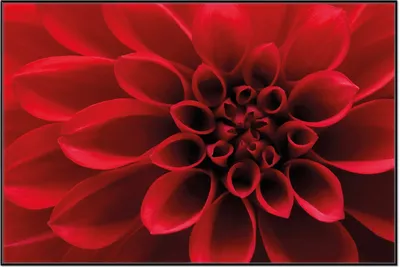 Produktbild von Wallario Wandbild Rote Dahlienblüte in Nahaufnahme, Größe: 61 x 91,50 cm, Poster mit schwarzem Aluminiumrahmen