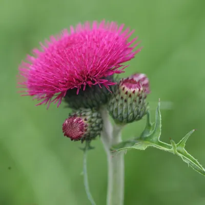 Immagine prodotto di 6 x Cirsium rivulare 'Atropurpureum'  | Vaso 9 cm x 9 cm