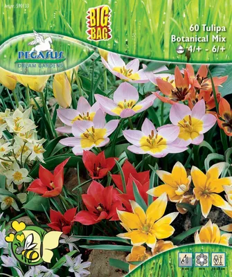 Produktbild von Pegasus Herbstblumenzwiebel Big Bag Bienentulpen Mischung 60 Stück