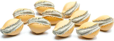 Produktbild von 10x Kaurischnecke Wasserschnecke Muschel Aufstellfigur Miniblings Gummitier Gelb