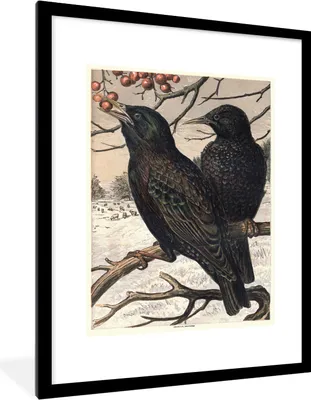 Produktbild von MuchoWow® MuchoWow® Gerahmtes Poster Antiker Vogeldruck Stare 60x80 cm - Poster mit zchwarzem Bilderrahmen - Wohnzimmer - Dekorationen - Prämie