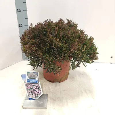 Obrázok produktu pre Andromeda pol. 'Compacta' – vresovec levanduľový | 25–30 cm v črepníku