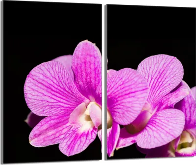 Produktbild von Herdabdeckplatten 2 teilig 30x52 Glaskeramikkochfeld Abdeckung Glas, Orchidee Violett