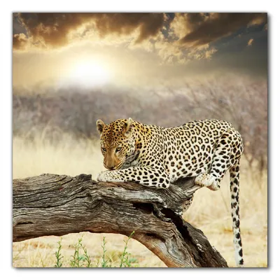 Produktbild von Wallario selbstklebende Möbelfolie/ Tischdecke für Innen und Außen, Größe: 90 x 90 cm - Leopard auf Baumstamm in Afrika