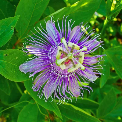Obrázok produktu pre Maypop (Passiflora incarnata)  – 5 kusov