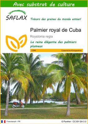 Image de SAFLAX  - Palmier royal de Cuba - 8 graines - Avec substrat - Roystonia
