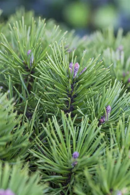 Produktbild von Pinus pumila 'Glauca', Zwerg-Kiefer, blau-grün, 20–25 cm