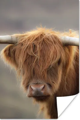 Produktbild von MuchoWow® Poster Schottischer Highlander - Hörner - Haare 20x30 cm - Papierdruck