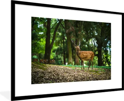 Produktbild von MuchoWow® MuchoWow® Gerahmtes Poster Rotwild - Wald - Tier 90x60 cm - Poster mit zchwarzem Bilderrahmen - Wanddekoration - Fotos