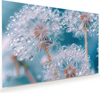 Produktbild von Glasbild 120x80cm in XXL für Wohnzimmer, Schlafzimmer Motiv Wassertropfen Pusteblume