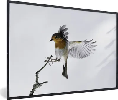 Produktbild von MuchoWow® MuchoWow® Gerahmtes Poster Nahaufnahme Vogel 90x60 cm - Poster mit zchwarzem Bilderrahmen - Fotorahmen - Foto-Plakat