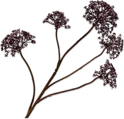 Produktbild von Silk-ka Kunstblume - Seidenblumen Dillzweig Bordeaux 78cm