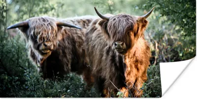 Produktbild von MuchoWow® Poster Schottische Highlander - Wald - Tiere 40x20 cm - Poster für die Wand - Poster Schlafzimmer
